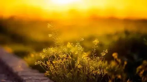 S15賽季戰隊首發(fā)陣容：EDG、RNG、TES等隊陣容一覽